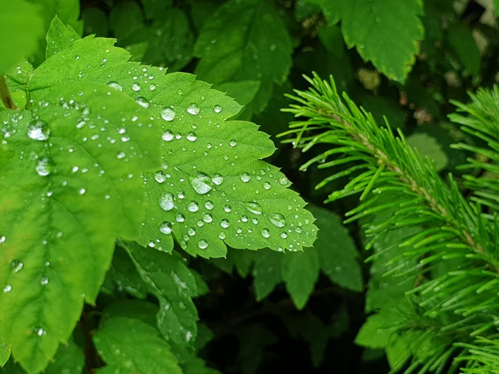 Isn't it easy to keep raindrops? Well, not for needles