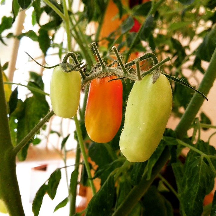 tomate