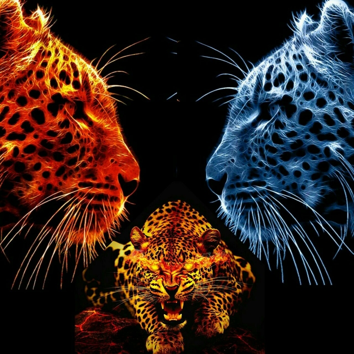Leopard