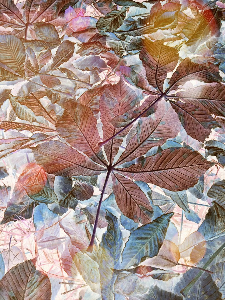 fl
