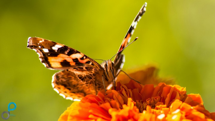 Butterfly