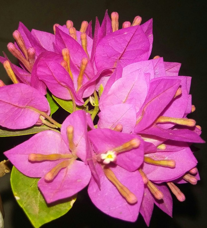 Bougainville