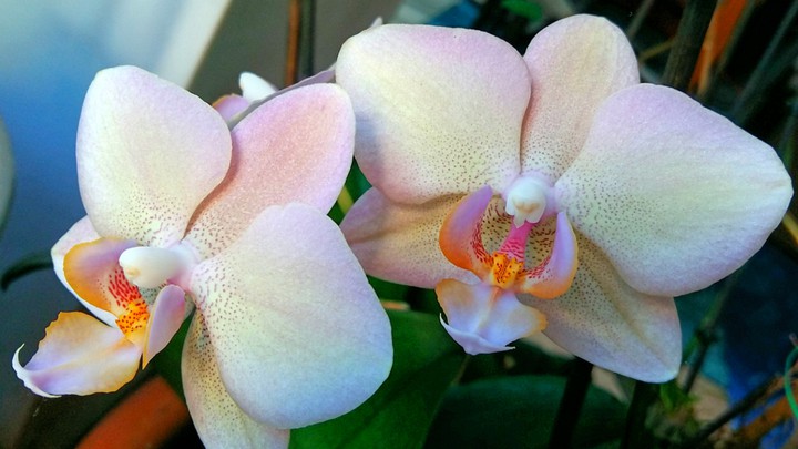 Orchideen