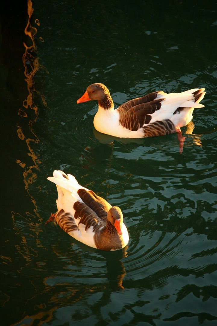 Ducks