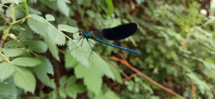 Insect