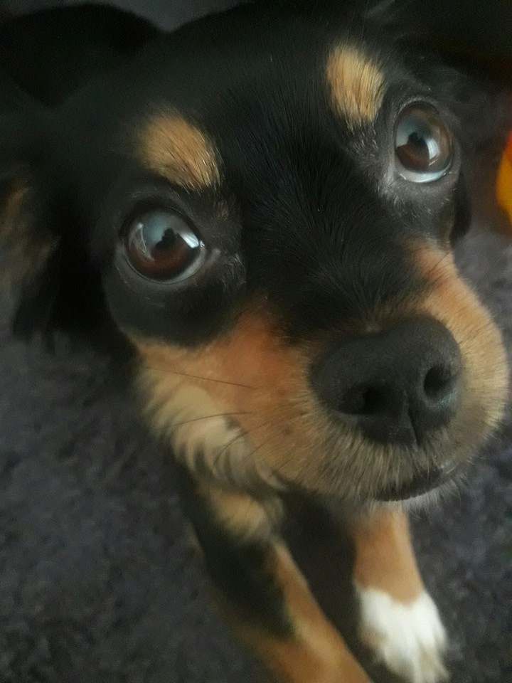 cute dog