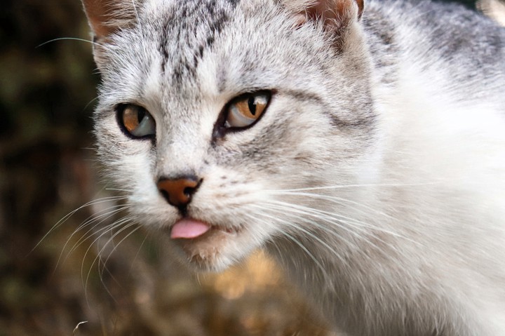 cat