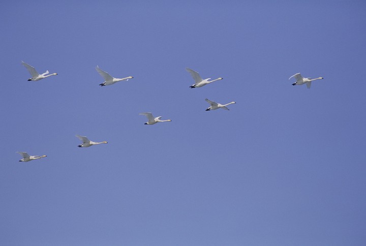 Birds