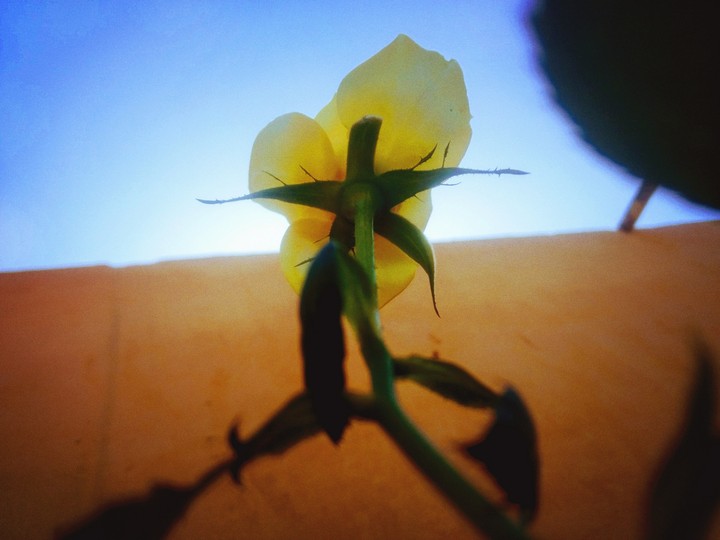 yellow