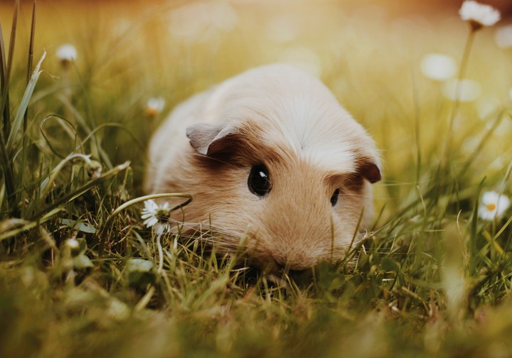 cute guinea pig
