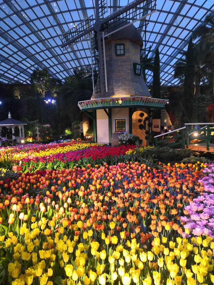 tulips