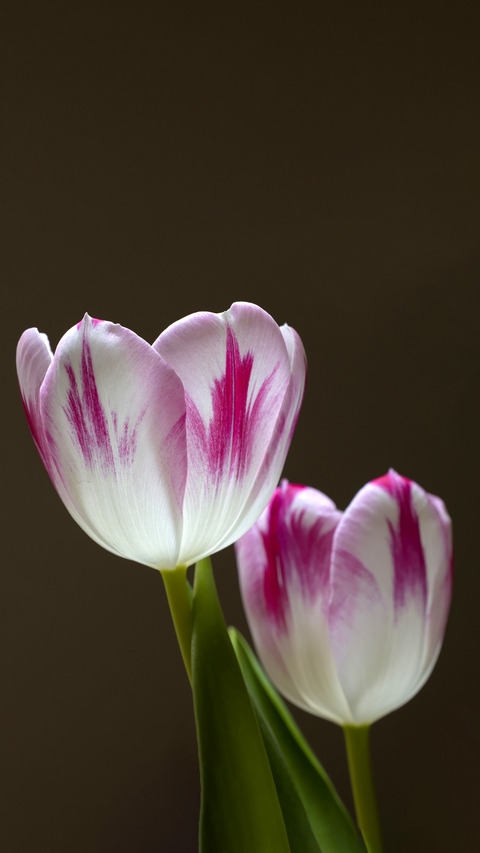 flower, magenta wallpapers