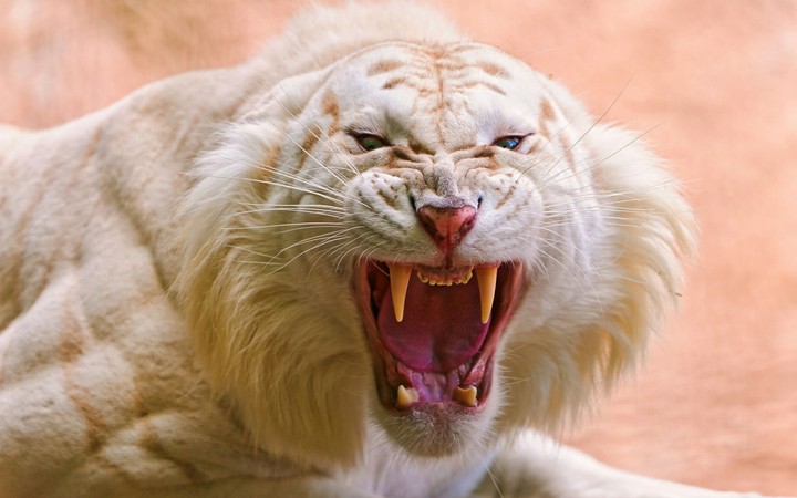 Roaring white tiger