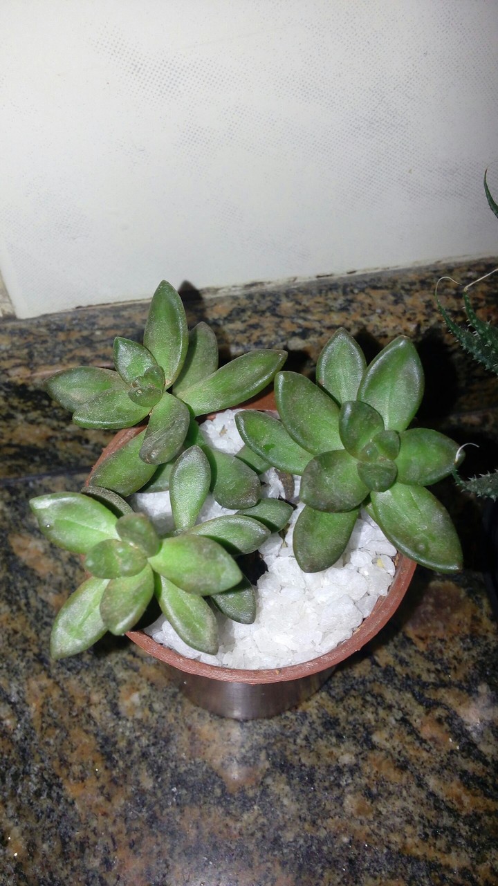 planta