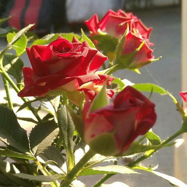 Rose