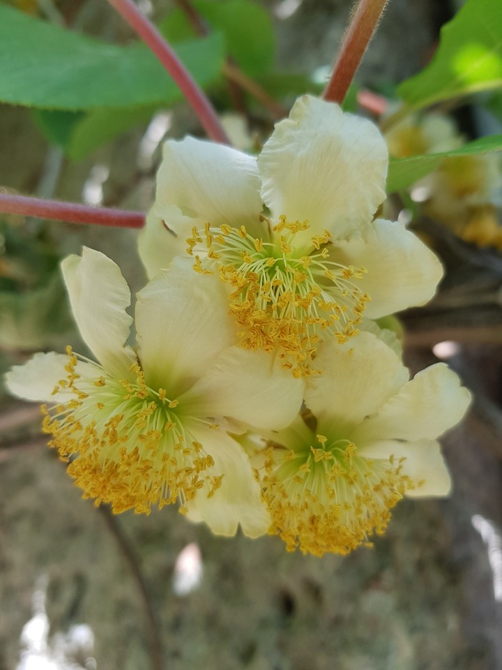 Kiwi flower