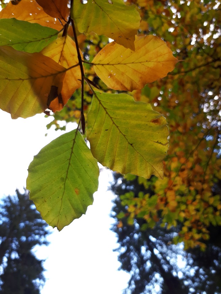 Herbst