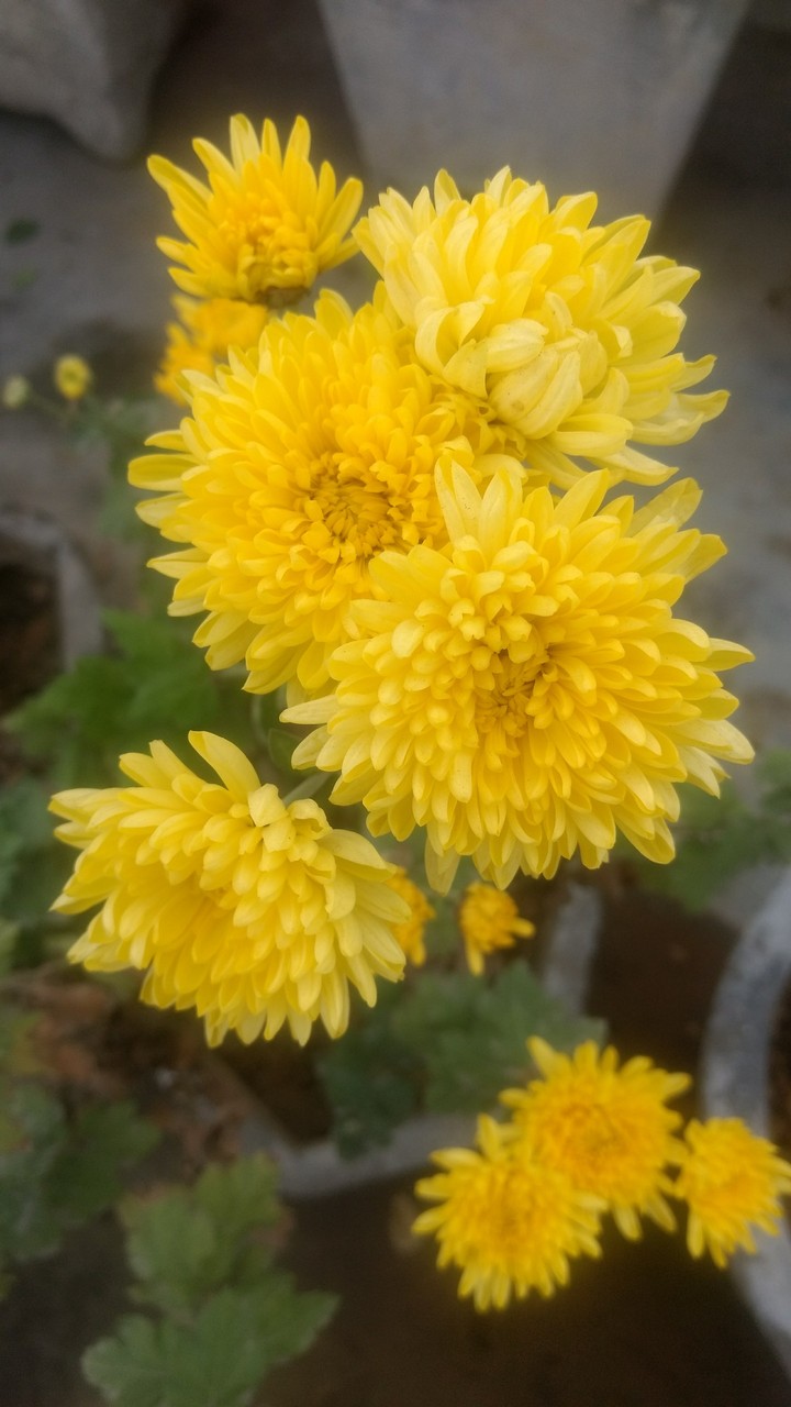 flower