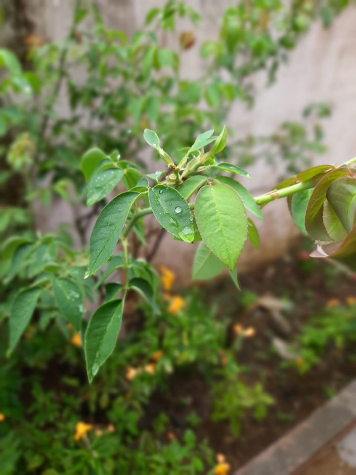 nature