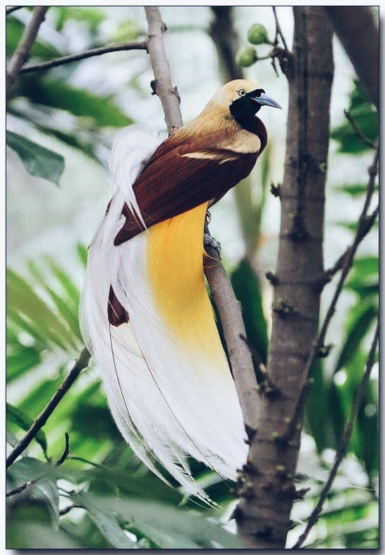 BIRD OF PARADISE