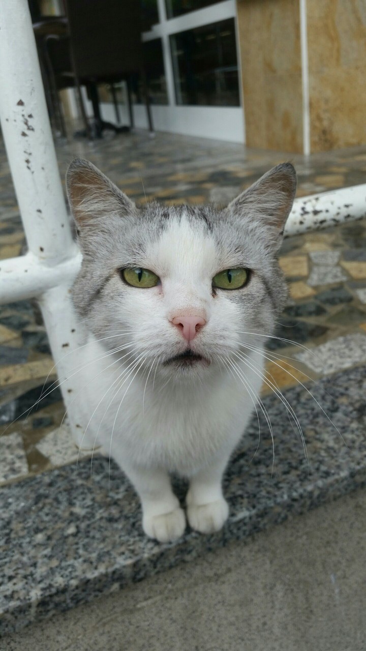 Cat from the neighborhood