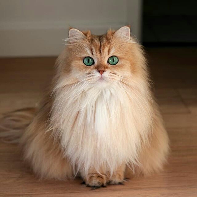 CUTE CAT...