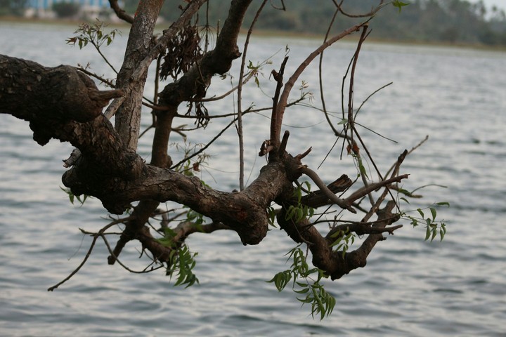tree branch