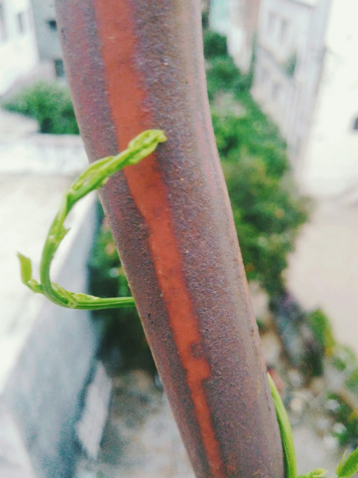 show plant leaves