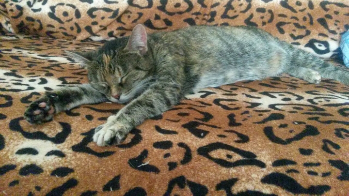 Кошка