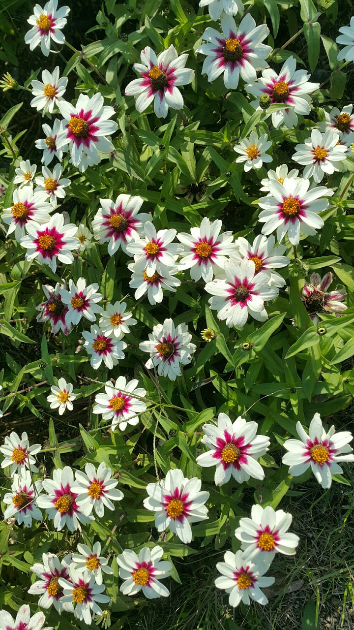 가을꽃