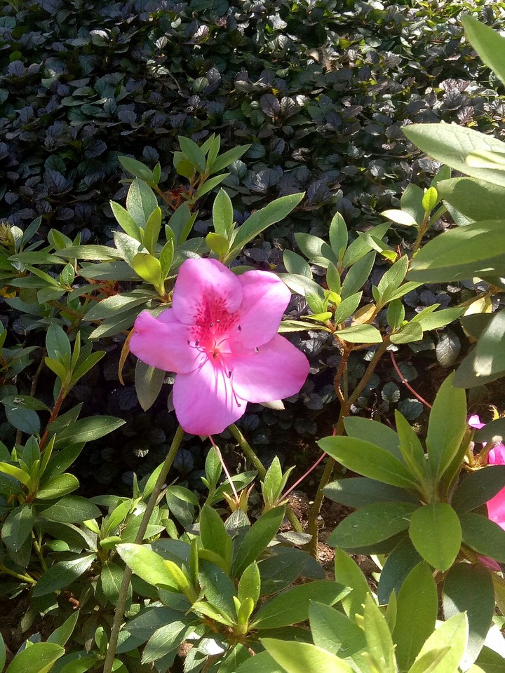 Flower