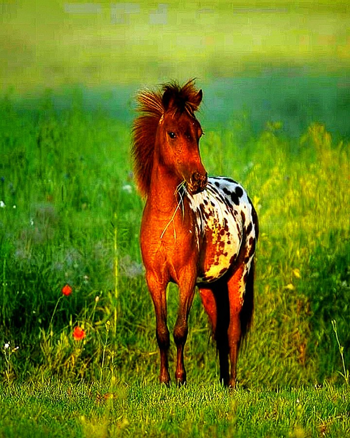 Appaloosa Colt Snacking