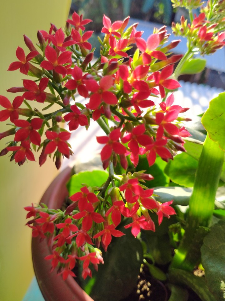 flower