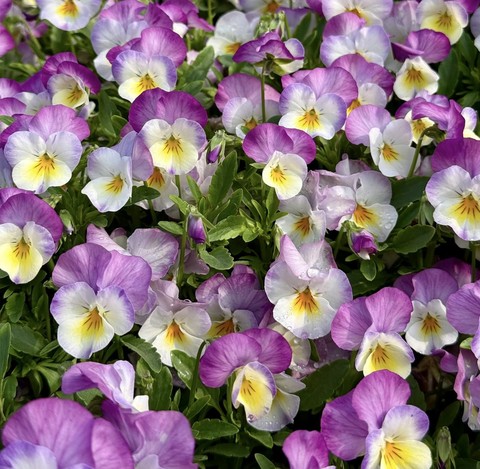 tapety flower, pansy