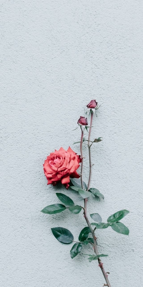 botany, plant वॉलपेपर