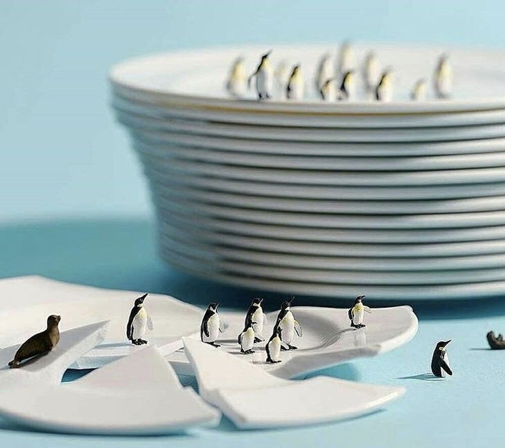 penguins