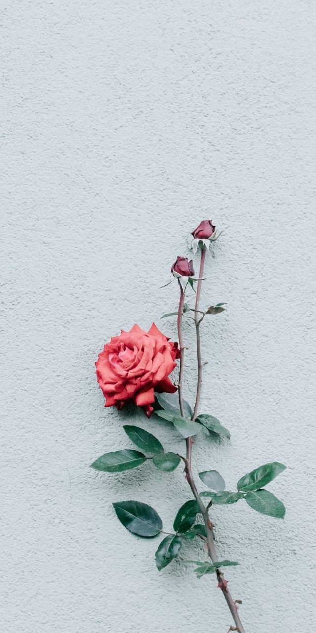 ??❤️❤️❤️