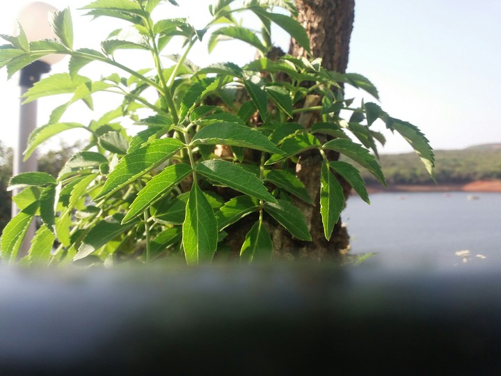 fresh leaves