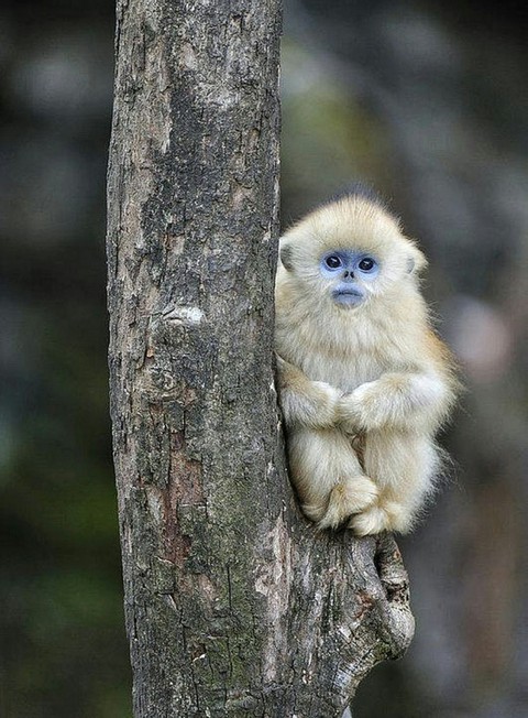 All Alone A Snub nosed Monkey