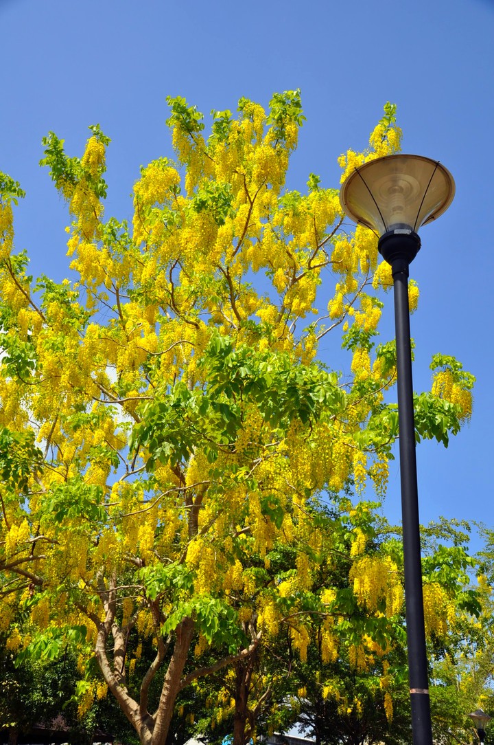 Golden shower tree