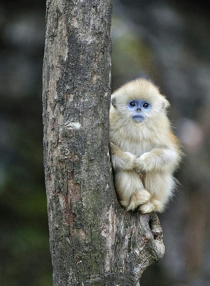 All Alone A Snub nosed Monkey