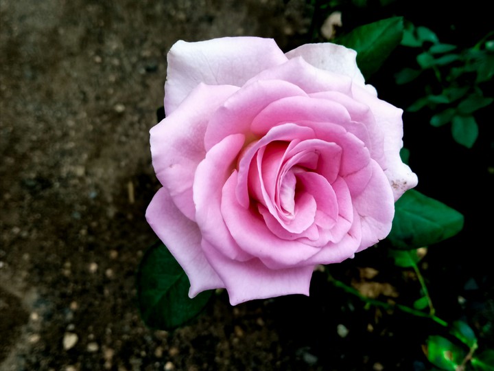 pink beautiful flower