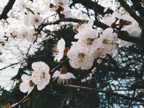 cherry