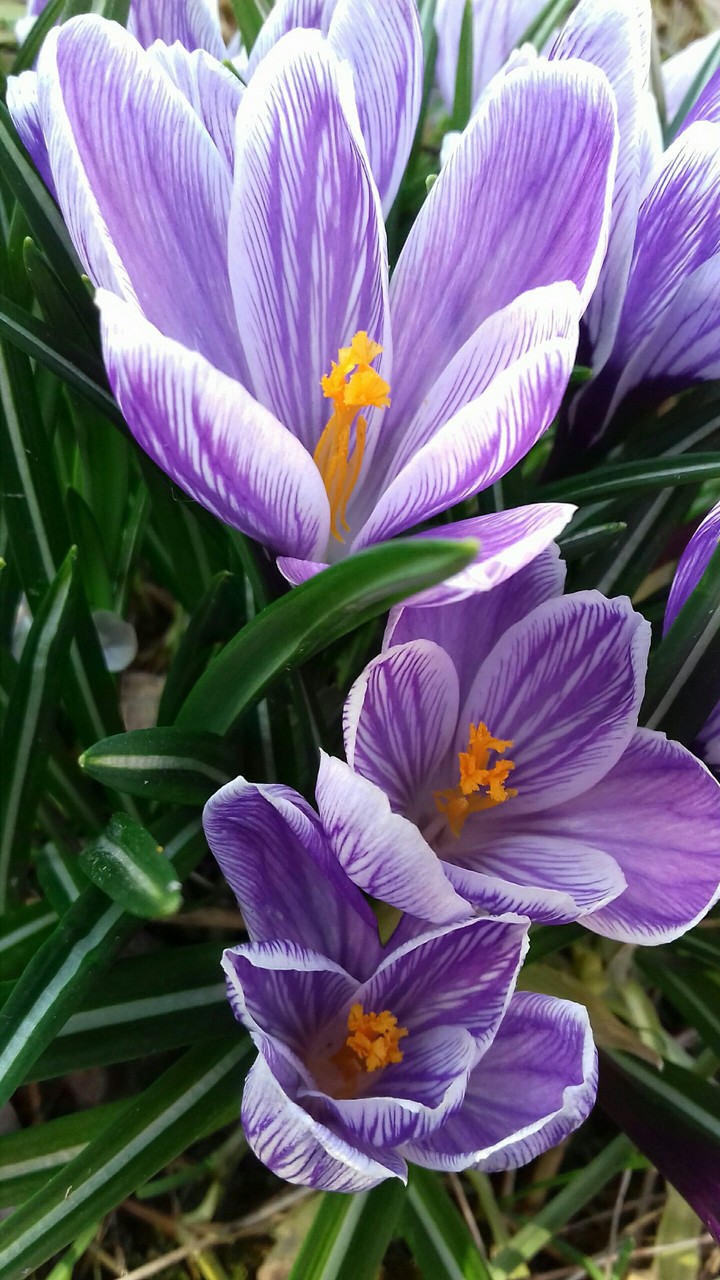 krokus