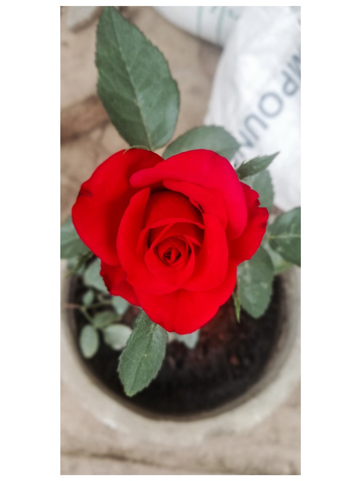 #rose
