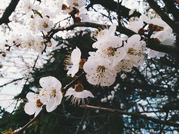 cherry