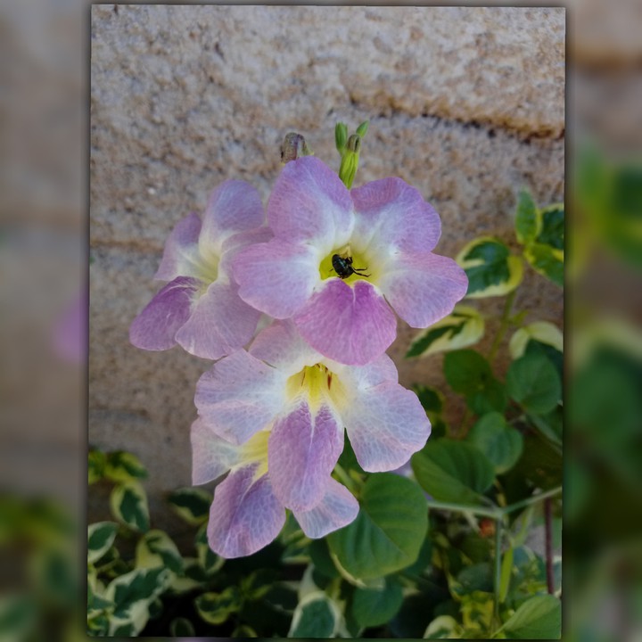 #My flowers♥
