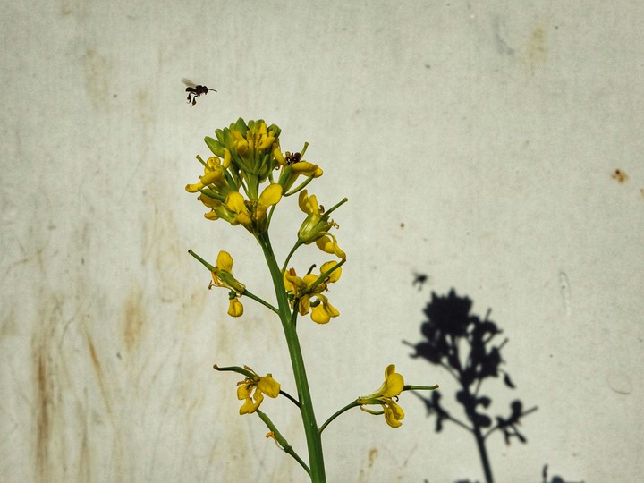 Mustard Bloom