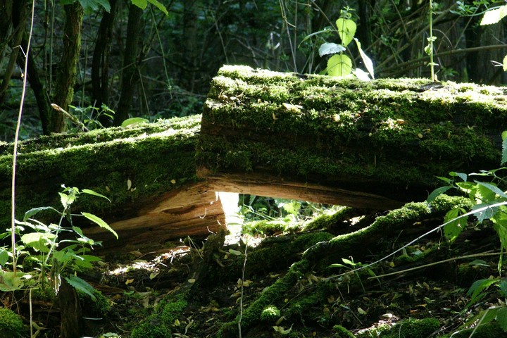 wood in light