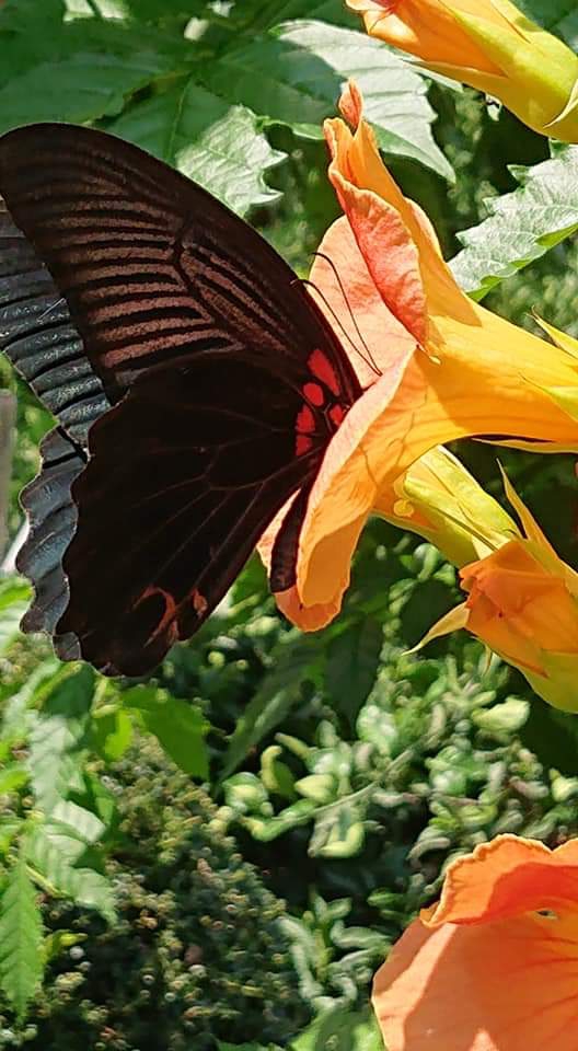 butterfly